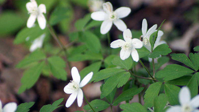 Cutleaf toothwort is a Wisconsin wildflower