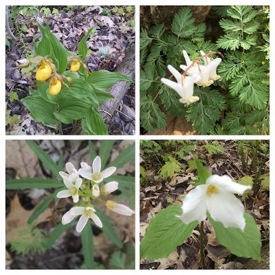 Collage of spring flowers found in Blue Mound State Park